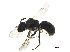  ( - BIOUG36794-A09)  @13 [ ] CreativeCommons - Attribution (2019) CBG Photography Group Centre for Biodiversity Genomics