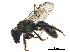  (Caenohalictus opaciceps - BIOUG36794-A10)  @15 [ ] CreativeCommons - Attribution (2019) CBG Photography Group Centre for Biodiversity Genomics