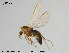  (Eukiefferiella claripennis - GL114)  @14 [ ] Creative Commons  Attribution Non-Commercial Share-Alike (2016) NTNU University Museum, Department of Natural History NTNU University Museum, Department of Natural History