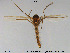  ( - GL116)  @13 [ ] Creative Commons  Attribution Non-Commercial Share-Alike (2016) NTNU University Museum, Department of Natural History NTNU University Museum, Department of Natural History