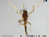  (Eukiefferiella - GL128)  @14 [ ] Creative Commons  Attribution Non-Commercial Share-Alike (2016) NTNU University Museum, Department of Natural History NTNU University Museum, Department of Natural History