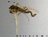  ( - GL132)  @13 [ ] Creative Commons  Attribution Non-Commercial Share-Alike (2016) NTNU University Museum, Department of Natural History NTNU University Museum, Department of Natural History
