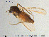 ( - GL135)  @11 [ ] Creative Commons  Attribution Non-Commercial Share-Alike (2016) NTNU University Museum, Department of Natural History NTNU University Museum, Department of Natural History