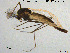  ( - GL136)  @11 [ ] Creative Commons  Attribution Non-Commercial Share-Alike (2016) NTNU University Museum, Department of Natural History NTNU University Museum, Department of Natural History