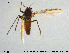  (Procladius sp. 9ES - GL152)  @13 [ ] Creative Commons  Attribution Non-Commercial Share-Alike (2016) NTNU University Museum, Department of Natural History NTNU University Museum, Department of Natural History