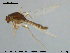  ( - GL81)  @11 [ ] CreativeCommons - Attribution Non-Commercial Share-Alike (2016) NTNU University Museum, Department of Natural History NTNU University Museum, Department of Natural History