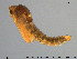  ( - GL92)  @12 [ ] Creative Commons  Attribution Non-Commercial Share-Alike (2016) NTNU University Museum, Department of Natural History NTNU University Museum, Department of Natural History