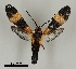  (Correbia sp. 4YB - DR14_0012)  @11 [ ] CreativeCommons - Attribution Non-Commercial Share-Alike (2017) Dominik Rabl University of Vienna, Dept of Botany and Biodiversity Research