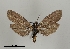  ( - DR14_0059)  @11 [ ] CreativeCommons - Attribution Non-Commercial Share-Alike (2018) Dominik Rabl University of Vienna, Dept of Botany and Biodiversity Research