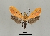  ( - DR14_0104)  @13 [ ] CreativeCommons - Attribution Non-Commercial Share-Alike (2018) Dominik Rabl University of Vienna, Dept of Botany and Biodiversity Research