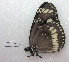  ( - MBe0015)  @11 [ ] Copyright (2018) Unspecified Forest Zoology and Entomology (FZE) University of Freiburg