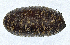  (Strongygaster MB095 - MBe0153)  @12 [ ] © (2019) Unspecified Forest Zoology and Entomology (FZE) University of Freiburg