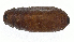  (Strongygaster MB093 - MBe0157)  @12 [ ] © (2019) Unspecified Forest Zoology and Entomology (FZE) University of Freiburg