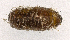  (Strongygaster MB091 - MBe0158)  @12 [ ] © (2019) Unspecified Forest Zoology and Entomology (FZE) University of Freiburg
