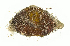  (Strongygaster MB073 - MBe0160)  @12 [ ] © (2019) Unspecified Forest Zoology and Entomology (FZE) University of Freiburg