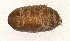  (Strongygaster MB079 - MBe0164)  @12 [ ] © (2019) Unspecified Forest Zoology and Entomology (FZE) University of Freiburg