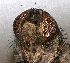 (Strongygaster MB009 - MBe0165)  @12 [ ] © (2019) Unspecified Forest Zoology and Entomology (FZE) University of Freiburg