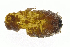  (Strongygaster MB089 - MBe0166)  @12 [ ] © (2019) Unspecified Forest Zoology and Entomology (FZE) University of Freiburg