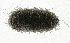  (Strongygaster MB044 - MBe0168)  @12 [ ] © (2019) Unspecified Forest Zoology and Entomology (FZE) University of Freiburg