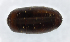  (Strongygaster MB027 - MBe0171)  @12 [ ] © (2019) Unspecified Forest Zoology and Entomology (FZE) University of Freiburg