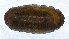  (Strongygaster MB081 - MBe0174)  @12 [ ] © (2019) Unspecified Forest Zoology and Entomology (FZE) University of Freiburg