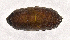  (Strongygaster MB083 - MBe0178)  @12 [ ] © (2019) Unspecified Forest Zoology and Entomology (FZE) University of Freiburg