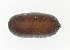  (Strongygaster MB 19-PP-036 - MBe0207)  @12 [ ] © (2019) Unspecified Forest Zoology and Entomology (FZE) University of Freiburg