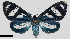  ( - MBe0331)  @11 [ ] © (2020) Unspecified Forest Zoology and Entomology (FZE) University of Freiburg