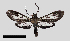  ( - MBe0302)  @11 [ ] © (2020) Unspecified Forest Zoology and Entomology (FZE) University of Freiburg