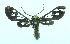  ( - MBe0494)  @11 [ ] © (2021) Unspecified Forest Zoology and Entomology (FZE) University of Freiburg