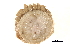 ( - BIOUG14664-C10)  @11 [ ] CreativeCommons - Attribution (2014) CBG Photography Group Centre for Biodiversity Genomics