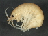  ( - BIOUG14665-B03)  @13 [ ] CreativeCommons - Attribution (2014) CBG Photography Group Centre for Biodiversity Genomics