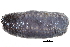  ( - BIOUG14666-C04)  @11 [ ] CreativeCommons - Attribution (2014) CBG Photography Group Centre for Biodiversity Genomics