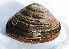  ( - BIOUG14667-A02)  @11 [ ] CreativeCommons - Attribution (2014) Kara Layton Centre for Biodiversity Genomics