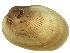  ( - BIOUG14667-D03)  @13 [ ] CreativeCommons - Attribution (2014) CBG Photography Group Centre for Biodiversity Genomics
