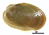  (Musculus discors - BIOUG14667-D06)  @14 [ ] CreativeCommons - Attribution (2014) CBG Photography Group Centre for Biodiversity Genomics