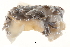  ( - BIOUG14670-C05)  @13 [ ] CreativeCommons - Attribution (2014) CBG Photography Group Centre for Biodiversity Genomics