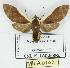  (Pryteria semicostalis - MILA 0102)  @14 [ ] Copyright (2010) Unspecified Research Collection of Michel Laguerre