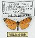  (Clemensia sp. 1 - MILA 0189)  @13 [ ] Copyright (2010) Unspecified Research Collection of Michel Laguerre