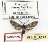  (Hypocharis albicincta - MILA 0233)  @14 [ ] Copyright (2010) Unspecified Research Collection of Michel Laguerre