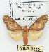  (Araeomolis irregularis - MILA 0266)  @14 [ ] Copyright (2010) Unspecified Research Collection of Michel Laguerre