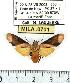  (Phaeomolis tavakiliani - MILA 0701)  @14 [ ] Copyright (2010) Unspecified Research Collection of Michel Laguerre