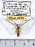  ( - MILA 0753)  @14 [ ] Copyright (2010) Unspecified Research Collection of Michel Laguerre