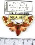  ( - MILA 0807)  @11 [ ] Copyright (2010) Unspecified Research Collection of Michel Laguerre