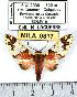  ( - MILA 0817)  @13 [ ] Copyright (2010) Unspecified Research Collection of Michel Laguerre