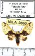  ( - MILA 0860)  @12 [ ] Copyright (2010) Unspecified Research Collection of Michel Laguerre