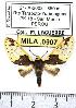  ( - MILA 0907)  @12 [ ] Copyright (2010) Unspecified Research Collection of Michel Laguerre