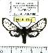  (Cosmosoma maeshei - MILA 1010)  @13 [ ] Copyright (2010) Unspecified Research Collection of Michel Laguerre