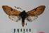  (Pseudopharus sp. 1 - BEVI1001)  @14 [ ] Copyright (2010) Unspecified The Research Collection of Benoit Vincent