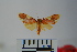  (Trichromia cybar - BEVI1014)  @13 [ ] Copyright (2010) Unspecified The Research Collection of Benoit Vincent